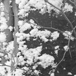 2026 01 06 Neige N&B