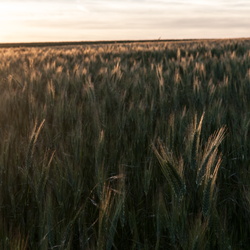 Paysage 